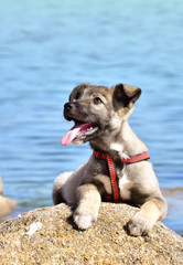 Obraz premium Doggie/Doggie, sitting on a rock on the sea background