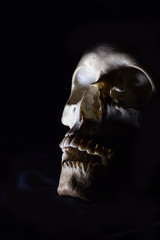Obraz na płótnie Canvas Skull in the dark