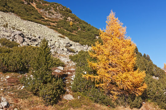 Landschaft mit L&auml;rche in Herbstf&auml;rbung und immergr&uuml;nen Zirbelkiefern im Val Susasca, Engadin in Graub&uuml;nden, Schweiz