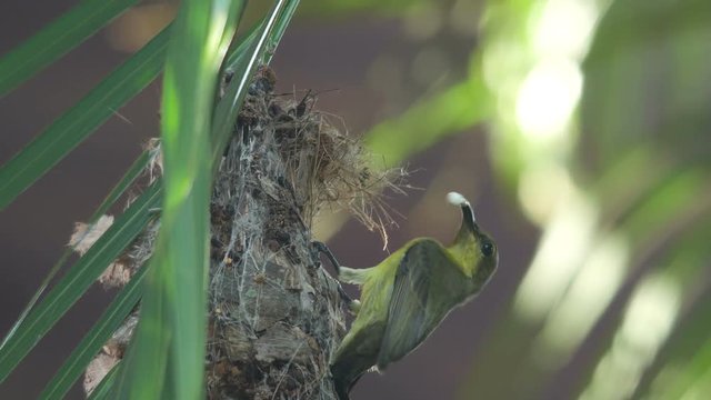 Olive-backed sunbird is bringing waste out of the nest