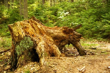 old forest and last part of the old tree