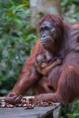 Mama orangutan with her baby sitting pensively on a wooden platform and eats rambutan on a background the rainforest (Kumai, Indonesia)