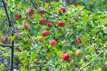 Many ripe red apples on tree
