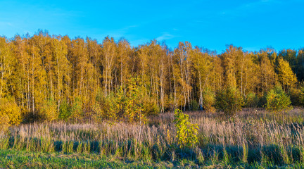 Yellow birches in the autumn forest