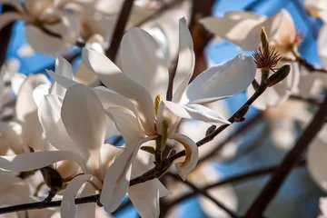 Papier Peint photo Lavable Magnolia magnolia blanc sur une journée ensoleillée en gros plan