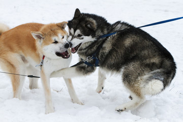 Two dogs Huskies played in the snow.
