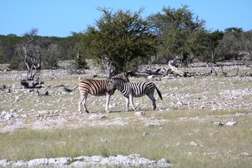Fototapeta na wymiar Burchell's zebras in Etosha National Park in Namibia, Africa