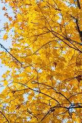 Autumn background with bright yellow maple leaves