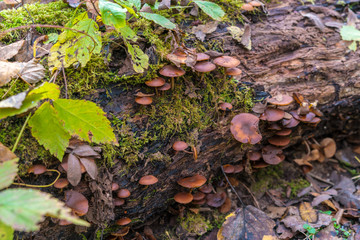 Poisonous fungus (Galerina marginata) on a decaying log