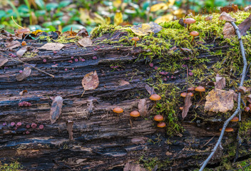 Poisonous fungus (Galerina marginata) on a decaying log