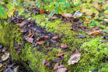 Poisonous fungus (Galerina marginata) on a decaying log 