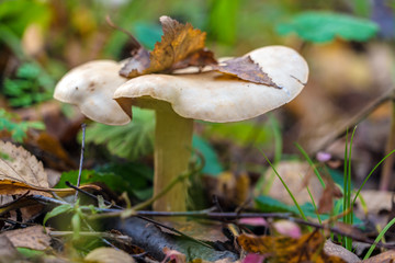 Сlouded agaric (Clitocybe nebularis) edible mushroom  