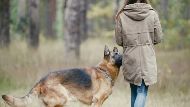 Young woman and her pet - german shepherd - walking on a autumn forest - girl playing with a dog in the woods, close up