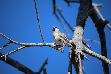 Weaver bird in tree under blue sky in Namibia, Africa