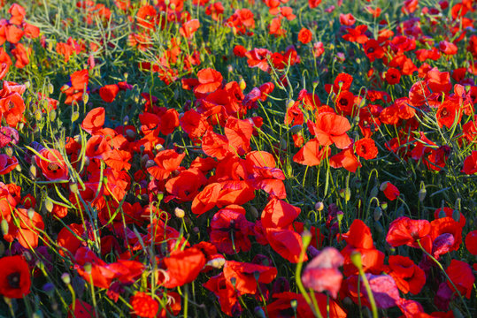 Poppies