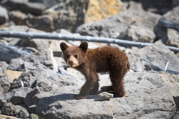  Black Bear Cub © BGSmith