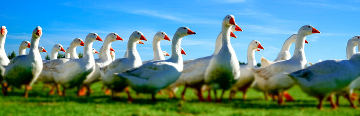 Gänseschar in Bewegung auf einer Wiese, Tilt Shift Effekt - Banner