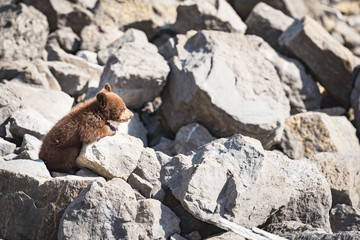  Black Bear Cub