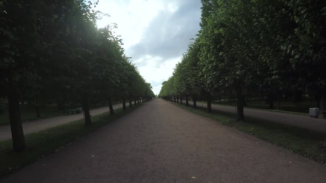 Alley in the Park in Peterhof