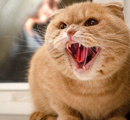 Angry golden cat.  British Shorthair cat
