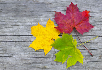 Naklejka na ściany i meble Colorful maple leaves on old wooden background.Red,yellow and green autumn leaves. Fall season, autumn,nature cycle concept.Copyspace.