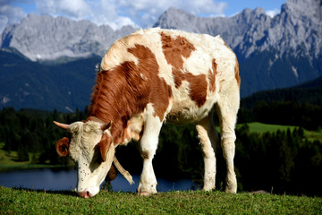 Fototapeta na wymiar Kuh in den Alpen