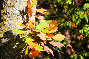 A bright leaves on a tree in autumn park