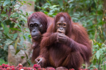 Two orangutan with gladly dine of rambutan on a background of green jungle (Kumai, Indonesia)