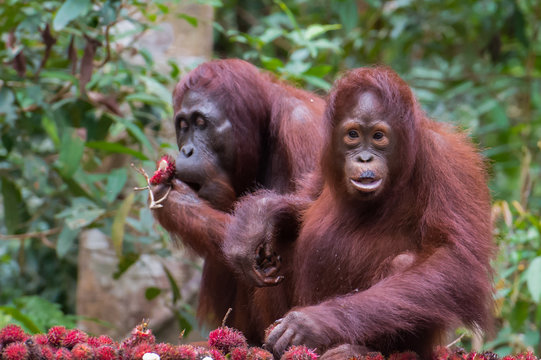 Two orangutan with happy to dine of rambutan (Kumai, Indonesia)