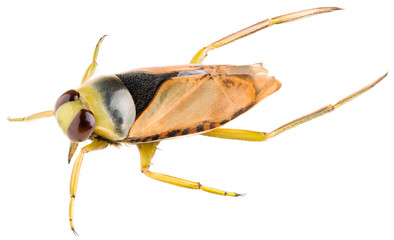 The Common Backswimmer Notonecta glauca or greater water boatman isolated on white background,...