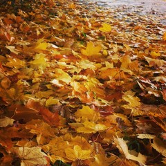 Autumn in Saint Petersburg
