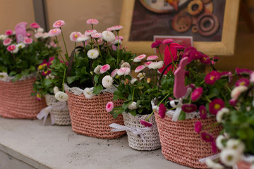 Fototapeta na wymiar Pink flowers in the pots.