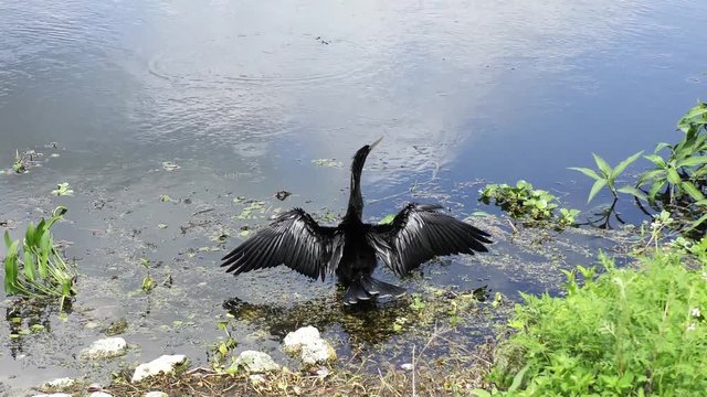 Anhinga drying up its feathers