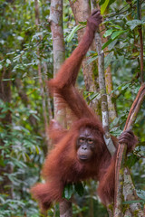 Orangutan grabbed her long limbs wood, and his brown eyes look right on the background of the jungle (Kumai, Indonesia)