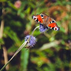 Peacock Butterfly