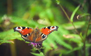 Peacock Butterfly