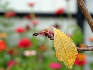 autumn leaf