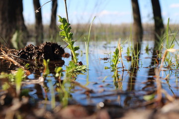 Trees flooded by April river against a blue sky