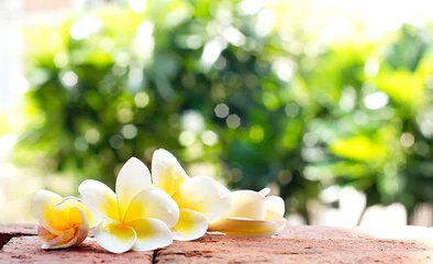 Crédence en verre imprimé Frangipanier Fleurs blanches en fleurs de Plumeria ou de frangipanier sur le sol en brique