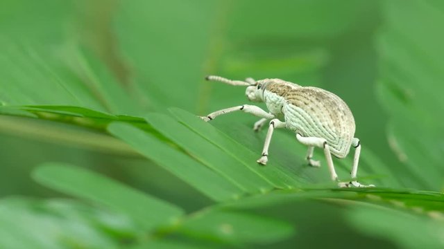 snout beetle is moving on the small leaf in the tropical forest