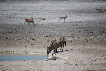 Oryx is drinking at the waterhole in Etosha National Park Namibia, Africa 