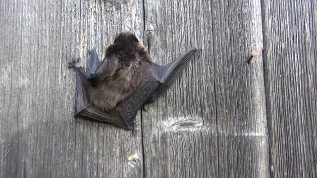 Northen bat Eptesicus nilssonii climbing on grey textured old wooden farm wall