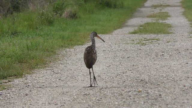 Mother and Baby Limpkins in Florida Wetlands