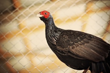 pheasant at the cage