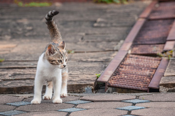 Little brown cat in the street