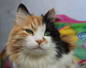 Calico cat close-up portrait 