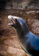 Expressive Sea Lion with big whiskers