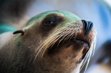 Expressive Sea Lion with big whiskers