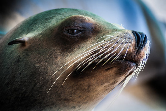 Closeup Portrait of Expressive Sea Lion with big whiskers