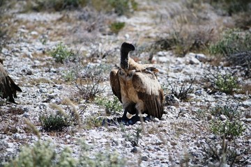 Gyps africanus at Etosha National Park in Namibia, Africa